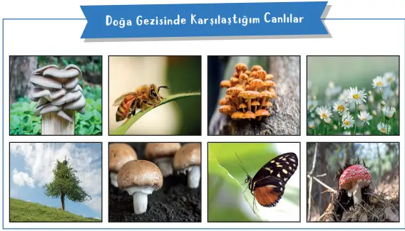 3. Sınıf Fen Bilimleri Ders Kitabı Sayfa 50 Cevapları 3. Sınıf Fen Bilimleri Ders Kitabı Sayfa 50 Cevapları