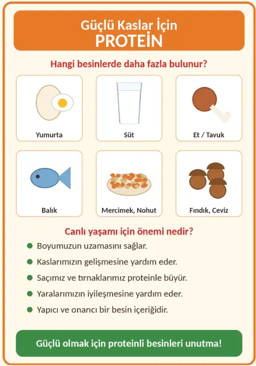 4. Sınıf Fen Bilimleri Ders Kitabı Sayfa 62 Cevapları 4. Sınıf Fen Bilimleri Ders Kitabı Sayfa 62 Cevapları