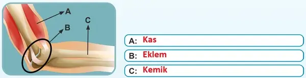 5. Sınıf Fen Bilimleri Ders Kitabı Sayfa 128 Cevapları 5. Sınıf Fen Bilimleri Ders Kitabı Sayfa 128 Cevapları