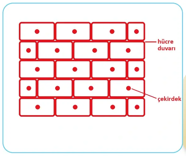 5. Sınıf Fen Bilimleri Ders Kitabı Sayfa 99-101-102 Cevapları 1. Kitap