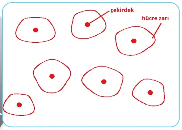 5. Sınıf Fen Bilimleri Ders Kitabı Sayfa 102 Cevapları 5. Sınıf Fen Bilimleri Ders Kitabı Sayfa 102 Cevapları