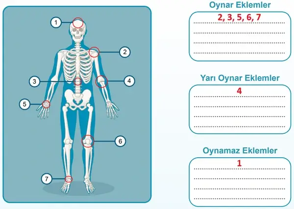5. Sınıf Fen Bilimleri Ders Kitabı Sayfa 128 Cevapları 5. Sınıf Fen Bilimleri Ders Kitabı Sayfa 128 Cevapları