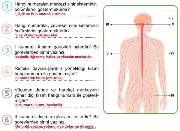 6. Sınıf Fen Bilimleri Ders Kitabı Sayfa 113 Cevapları