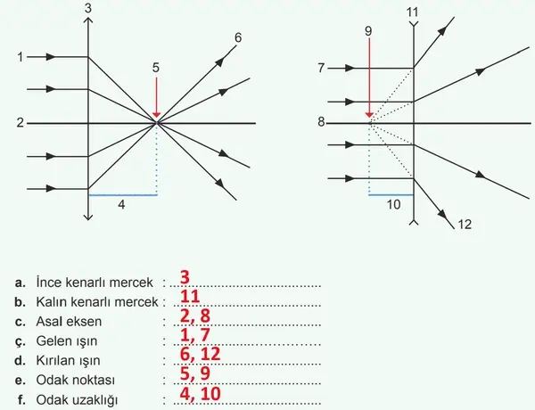 7. Sınıf Fen Bilimleri Ders Kitabı Sayfa 29-30-31-33 Cevapları 2. Kitap