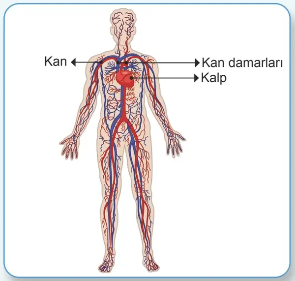 7. Sınıf Fen Bilimleri Ders Kitabı Sayfa 102-103-108 Cevapları 1. Kitap