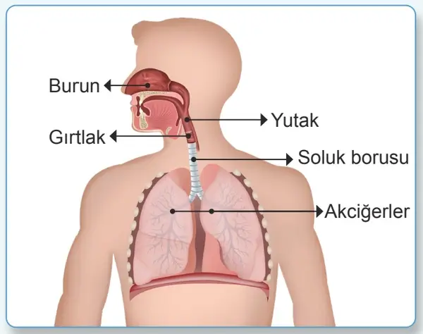 7. Sınıf Fen Bilimleri Ders Kitabı Sayfa 118-119-120-122 Cevapları 1. Kitap